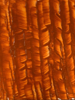 Краска масляная ЗВЕЗДНЫЙ ЦВЕТ марс оранжевый 45 мл, туба